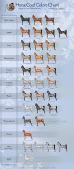 Horse Color Genetics