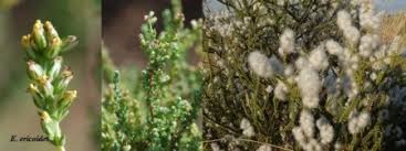 Image result for Eriocephalus racemosus