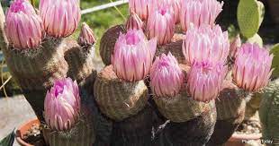 Lawrence conceived the idea for the novel while visiting mexico in 1923, and its themes reflect his experiences there. Rainbow Cactus Care How To Grow Echinocereus Pectinatus