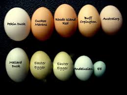 14 Surprise Egg Layers Chicken Egg Color Chart Www