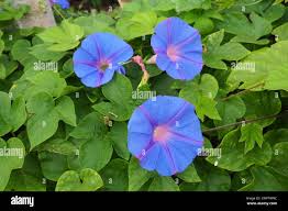 Image result for Ipomoea dichroa