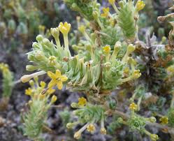 Image result for Belonophora coffeoides