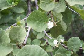 Image result for Dombeya rotundifolia