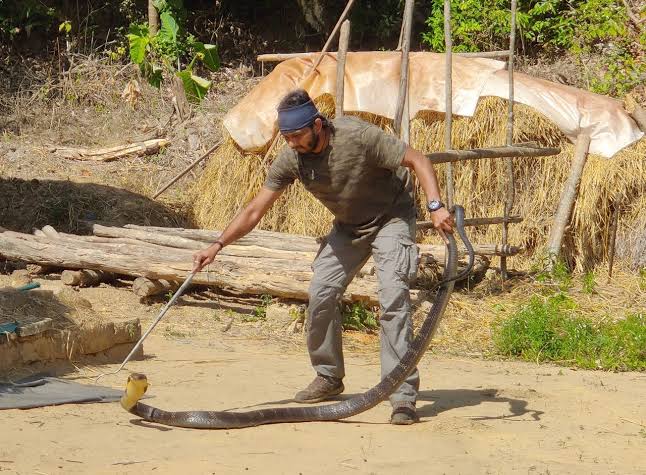 Meet the King Cobra Rescue Team That Saves Both People and Snakes