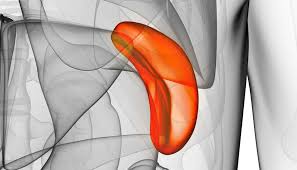 A lot depends on the severity and spread of the cancer. Spleen Cancer Causes Symptoms And Treatments