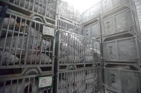 旨さの秘密、マイナス70度の冷凍技術｜冷凍マグロ最前線⑥ | マグロをめぐる冒険。 | dancyu (ダンチュウ) | 食こそエンターテインメント！