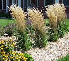 Tall grass landscaping, is a complete design, build and installation company, with knowledgeable professionals who value our customers. Gallery Grasses Landscaping Screen Plants Small Front Yard Landscaping