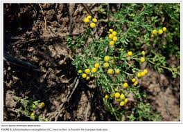 Image result for Cryptosepalum exfoliatum