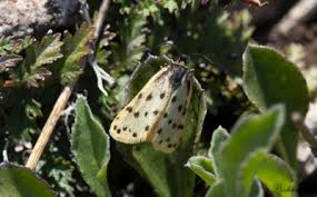 Image result for Setina roscida