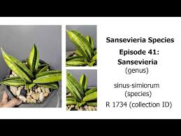 Image result for Sansevieria sinus-simiorum