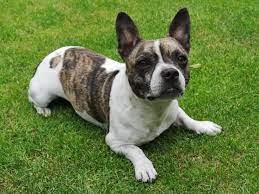 We also have blue eyed french bulldog puppies too. French Bullhuahua Complete Guide Info Pictures Care More Pet Keen