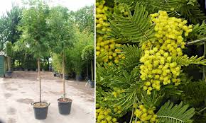 Image result for Acacia dealbata