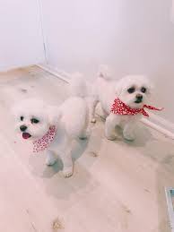 Explore our pet grooming services and packages. Pet Groomers Near Me Splash