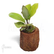 Image result for Elaphoglossum