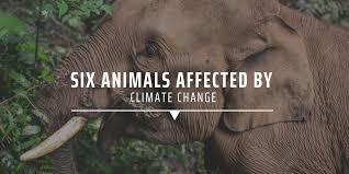 Arctic animals are responding to these changes, they're responding quickly, and that response is not equal, said bohrer. Six Animals Affected By Climate Change Gvi Uk