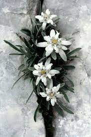 Pin By Heidi Brahms Kisse On Flowers Alpine Flowers German Flower Beautiful Flowers