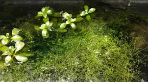 Image result for Utricularia gibba