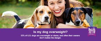 We will treat them with all the love! Dog Weight Loss Vca Animal Medical Center Of Omaha