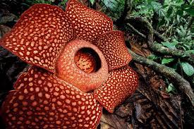 Rafflesia Arnoldii Endangered Plants Large Flowers Corpse Flower