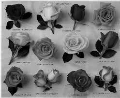 Roses In 2021 Types Of Roses Birth Month Flowers Language Of Flowers