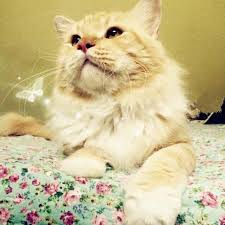Ering share jg resep nya.jgn bosan ya 😜 dan fav. Kucing Cute Home Facebook