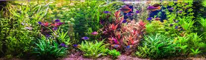 how to adjust the ph in your aquarium