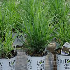 Image result for Panicum schinzii