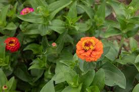 Not only are they gorgeous and colorful, they also attract pollinators. Zinnias Plant Care Growing Guide