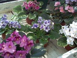 We did not find results for: 1301 African Violet Planttalk Colorado