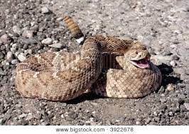 Western Diamondback Rattlesnake Crotalus Atrox Poster Desert Animals Snake Rattlesnake
