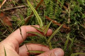 Image result for Lindsaea ensifolia