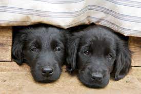 They require a lot of exercise. Hovawart Vs Flat Coated Retriever Breed Comparison