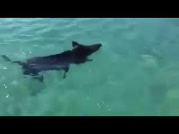Segnalazione inviata da un lettore attraverso il nostro servizio whatsapp (n°3494747920). Cinghiali Nuotano In Mare Sardo Youtube