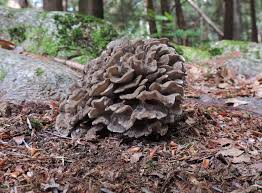 In trying to locate what variety it was i haven't seen a picture listed. Learn Your Land The Maitake Mushroom Season Is Just Getting Started I Saw My First Of The Year In Wisconsin During The Second Week Of August And I Finally Starting Seeing