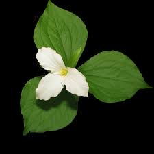 567 likes · 1 talking about this. Large White Trillium Trillium Grandiflorum Inaturalist Nz