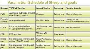 Haryana Veterinary Services Association Goats Vaccination Schedule Vaccination Programmes For Goats Goats Can Be Vaccinated At Various Stages Throughout Their Development To Protect Against Diseases And Infestations
