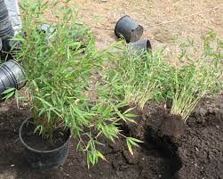 Check spelling or type a new query. How To Propagate Bamboo Bamboo Co Op