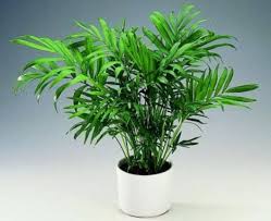 5 Indoor Plants Serving As Natural Air Purifiers Household Plants Plants House Plants Indoor