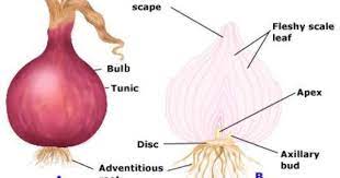 Parts Of An Onion Planting Onions Planting Bulbs Landscaping Plants
