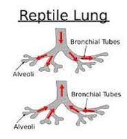 Reptiles Phyla Groupings