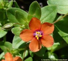 Image result for Anagallis kochii