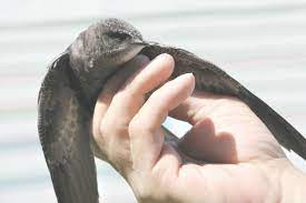 Chimney Swifts Out Of Chimney Mebana Nc Fire Safe Chimney Sweep