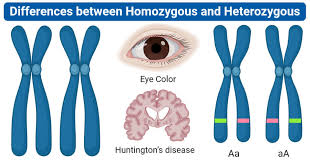 10 Differences Between Homozygous And Heterozygous