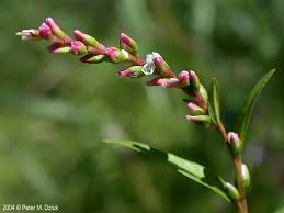Image result for Persicaria decipiens