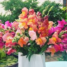 Schnell Noch Lowenmaulchen Fur Die Vase Geschnitten Das Ist Kein Frevel Im Blumengarten Sondern Notwendig Damit Die Schone Blumen Blumenbilder Sommerblumen