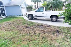 PHOTOS: Hogs going wild in Palm Coast's backyard