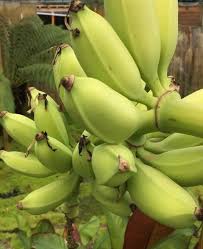 Epingle Par Martine Bataille Sur Idees Pour La Maison Bananier Fruitier Jardin D Hiver