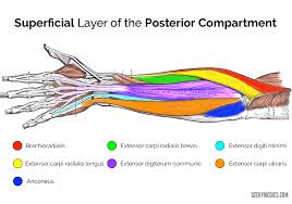 The muscles (and associated muscle tissues) labelled in the posterior muscles diagram shown above are listed in bold the following table by part. Muscles Of The Posterior Forearm Anatomy Geeky Medics