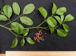 Image result for Cyphostemma hereroense