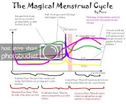 Annotated Diagram Of Hormone Levels In The Menstrual Cycle
